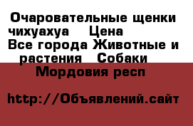 Очаровательные щенки чихуахуа  › Цена ­ 25 000 - Все города Животные и растения » Собаки   . Мордовия респ.